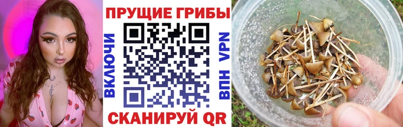 наркотики  Юрга  shop наркотические препараты  Псилоцибиновые грибы MAGIC MUSHROOMS 